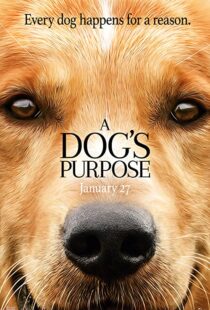 دانلود فیلم هندی A Dog’s Purpose 201741616-1038038694