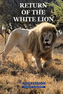 دانلود مستند Return of the White Lion 2008103488-1773531819