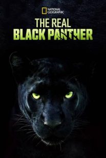 دانلود مستند The Real Black Panther 2020229564-1768737353