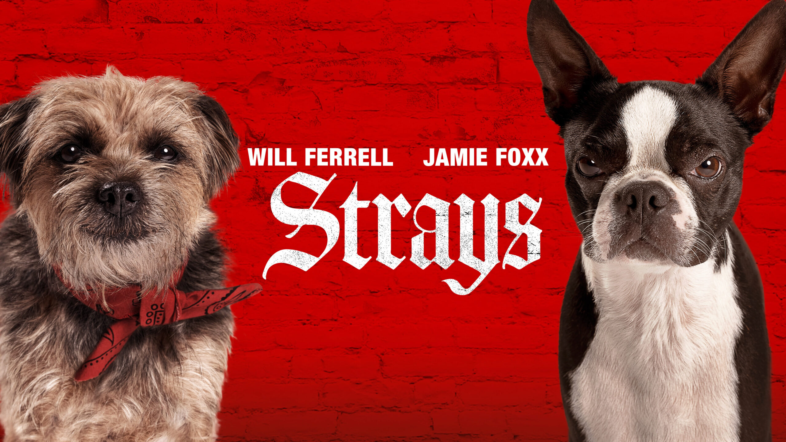 دانلود فیلم Strays 2023