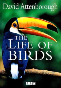 دانلود مستند The Life of Birds382058-609825622